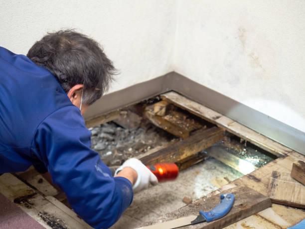 Best Home Mold Removal  in Pennsboro, WV