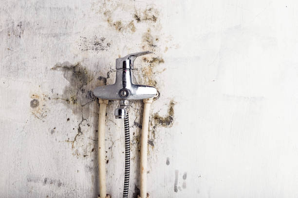 Best Mold Removal Near Me  in Pennsboro, WV