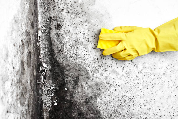 Best Commercial Mold Removal  in Pennsboro, WV