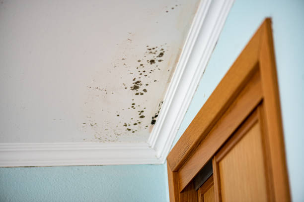 Best Local Mold Removal Service  in Pennsboro, WV