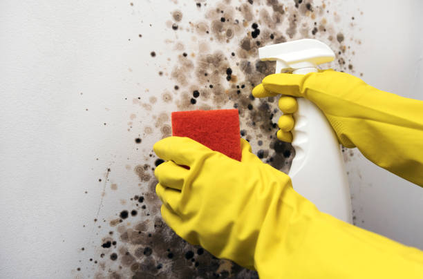 Office Mold Removal Services in Pennsboro, WV