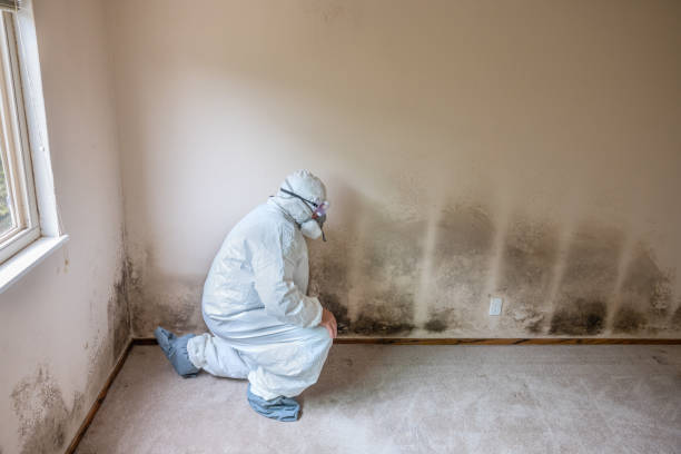 Best Attic Mold Removal  in Pennsboro, WV