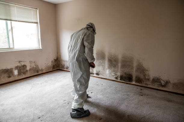 Best Mold Remediation  in Pennsboro, WV
