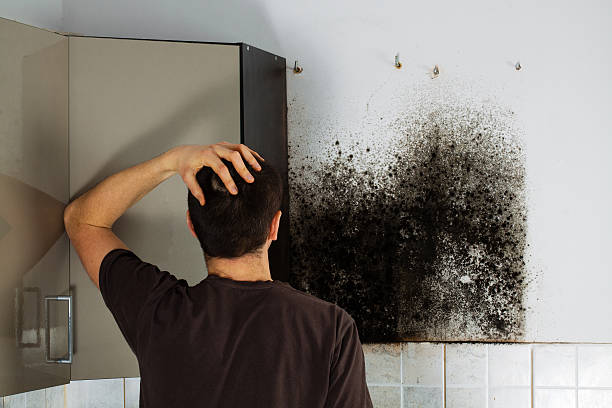 Mold Testing and Removal in Pennsboro, WV