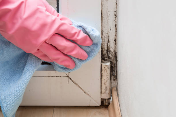Best Mold Damage Repair  in Pennsboro, WV